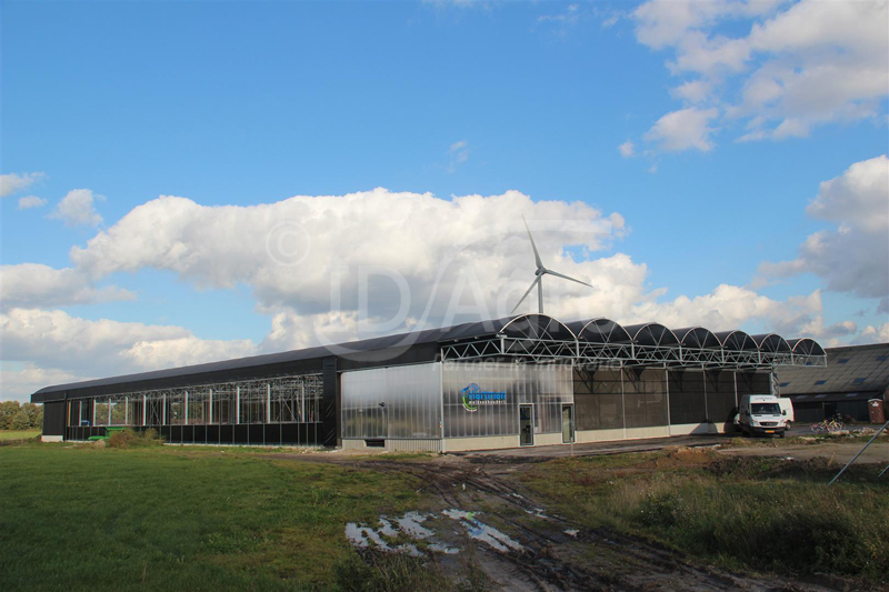 Vacche che ballano nella nuova stalla 