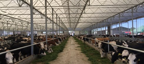 Cow Lounge per 1000 Bovini in Germania