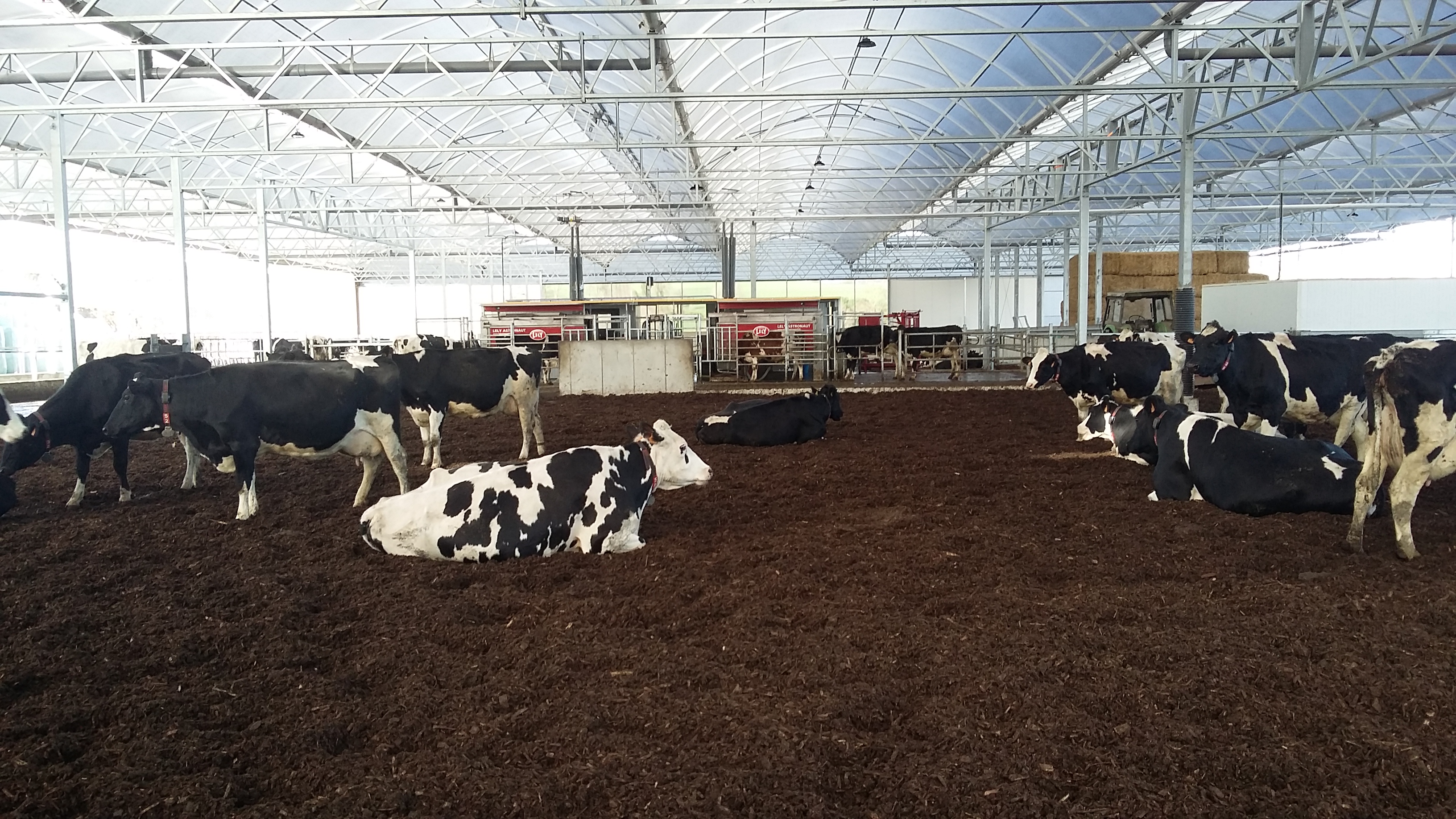 Cow Lounge in Bretagna